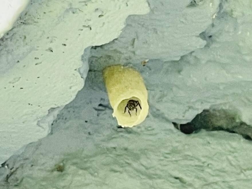 A stingless bee at the wax entrance tube of its nest