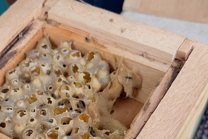 Honey pots filled with amber honey inside an open wooden hive box